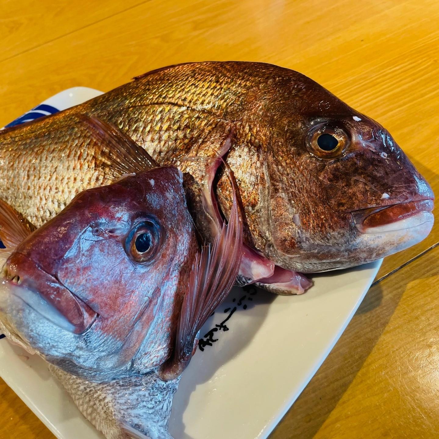 本日も美味しい魚届いてます！