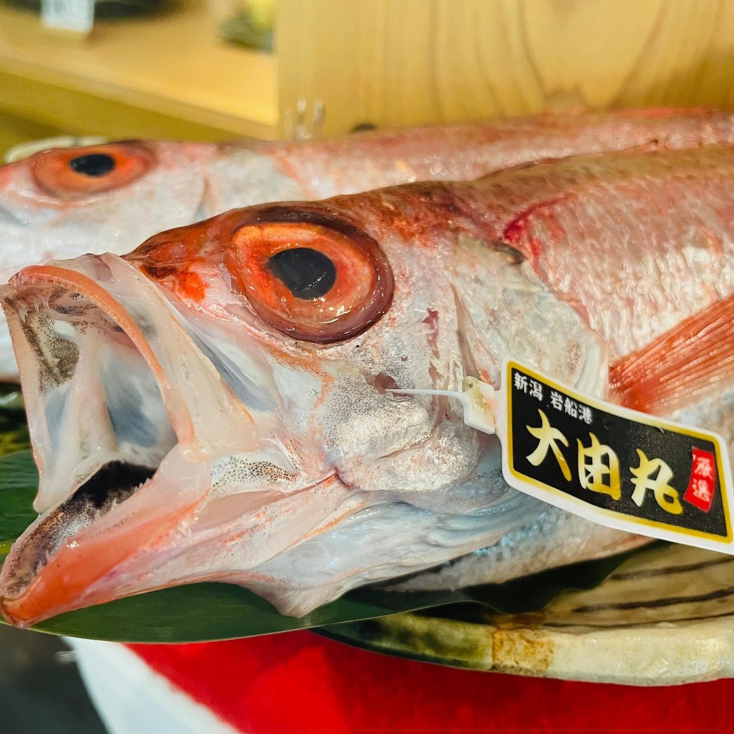 新潟　岩船から【のどぐろ】も入荷しました！