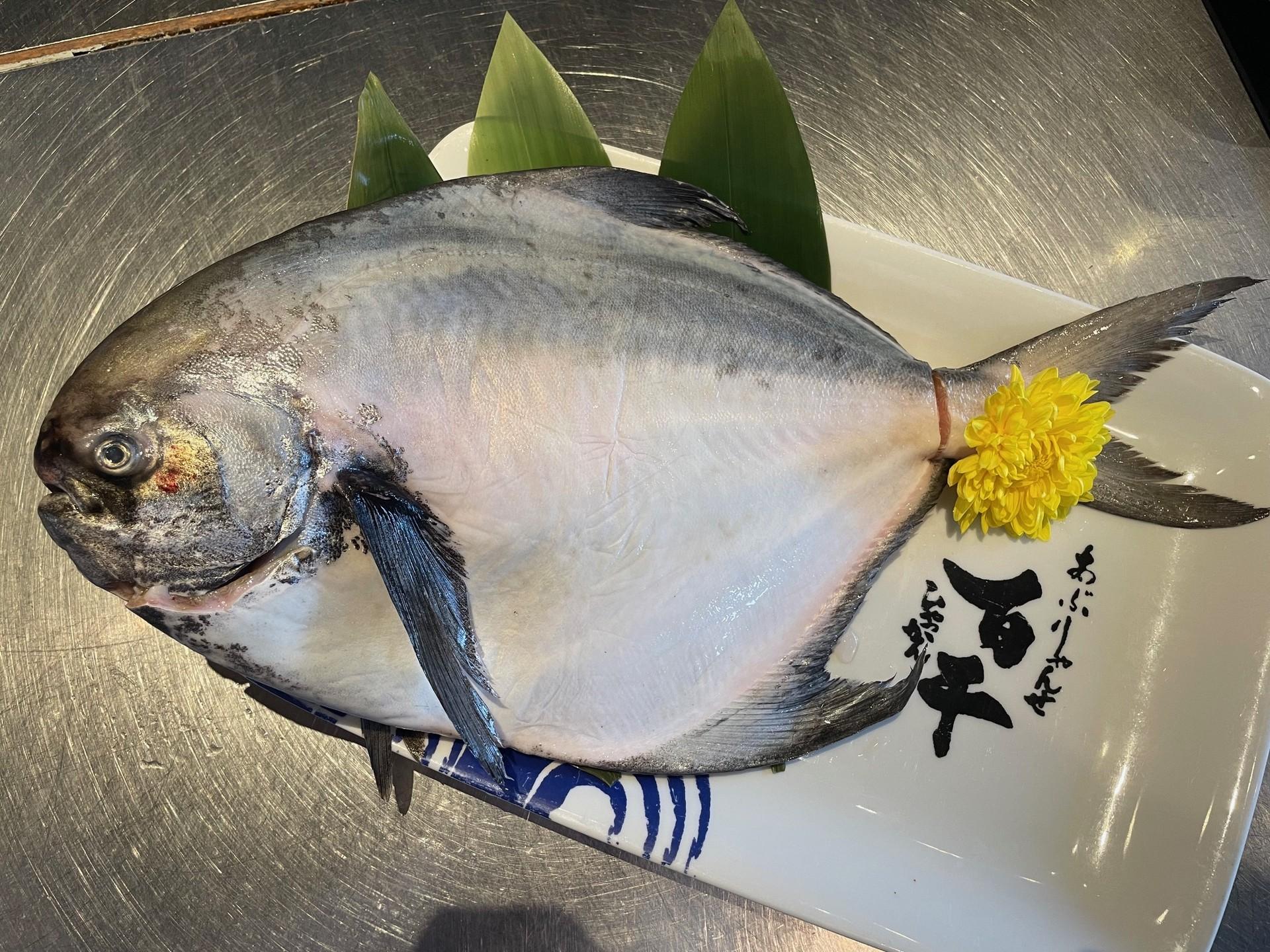 マンボウ⁇