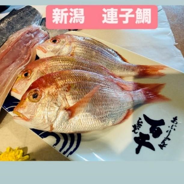 本日の届きたて！