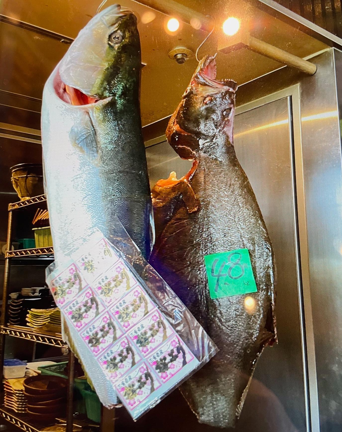 本日の届きたて！