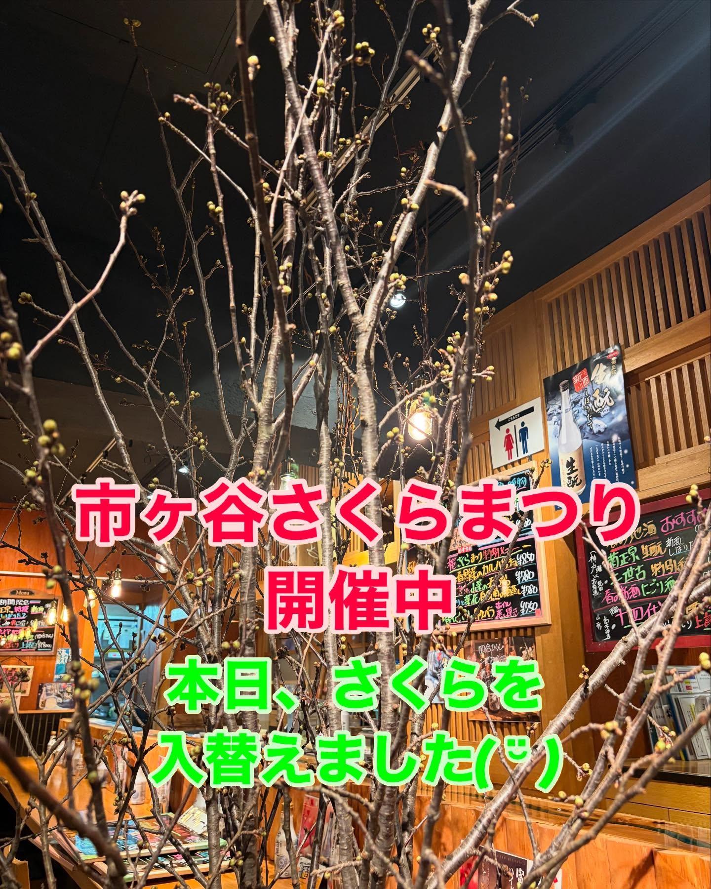 東京のさくら開花しました!
