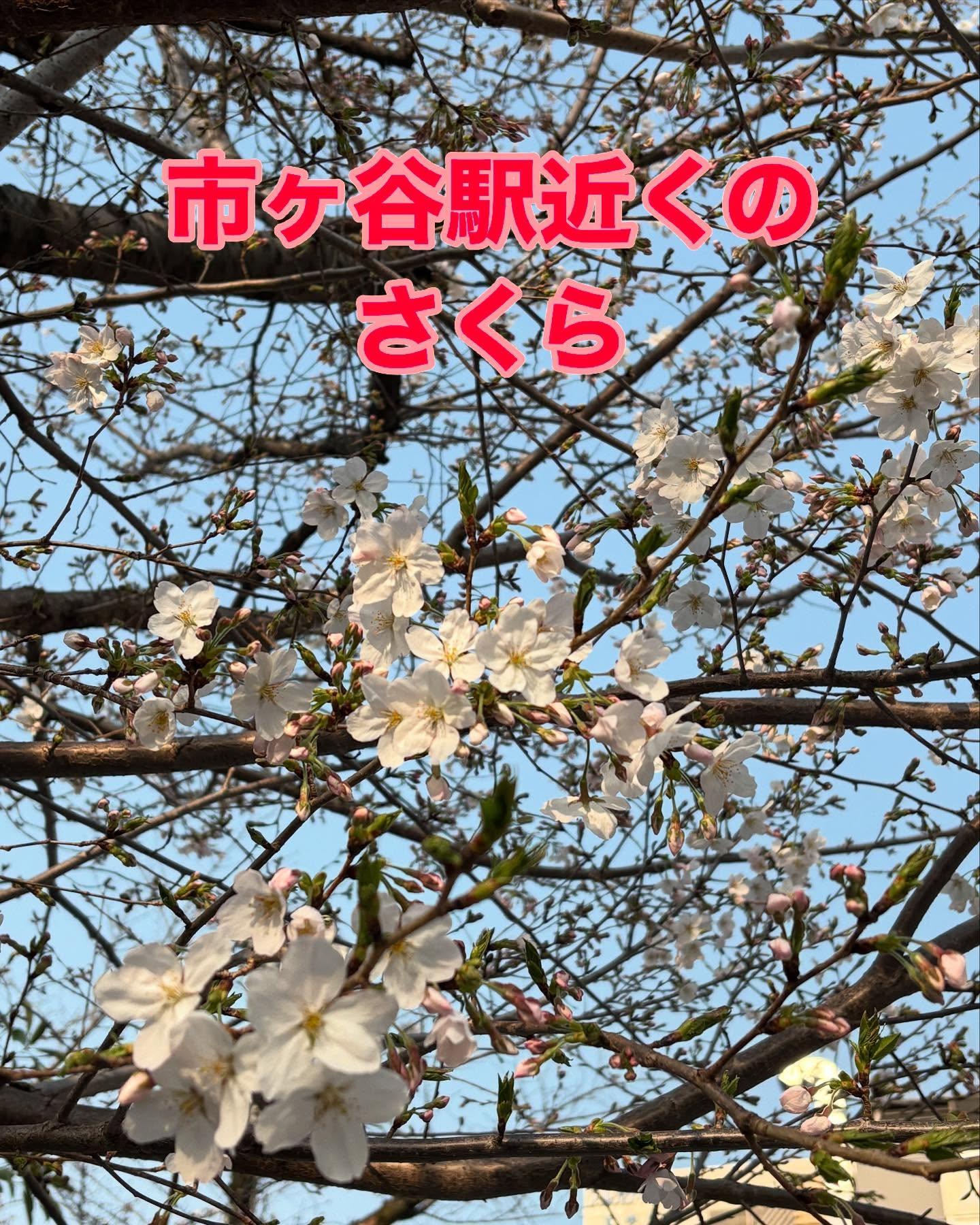 市ヶ谷のさくらはいい感じですよ!