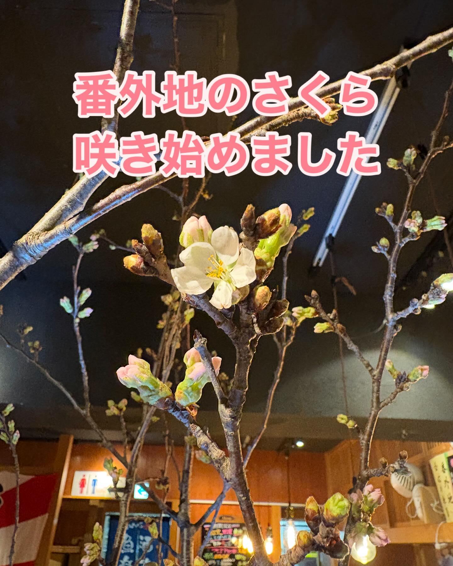 華金の市ヶ谷は、さくらが見頃です!