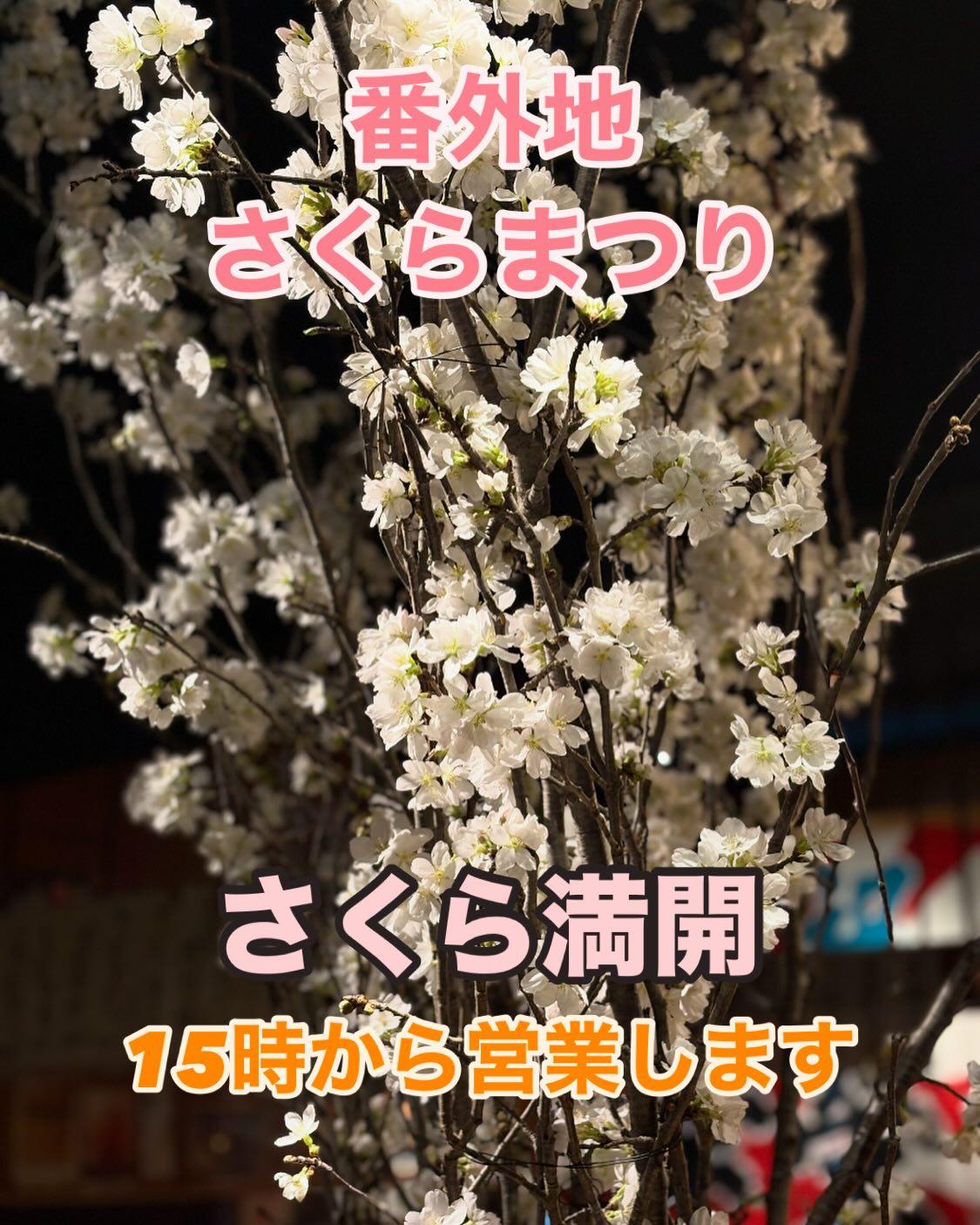 雨が降っていますが番外地のさくらは満開です!