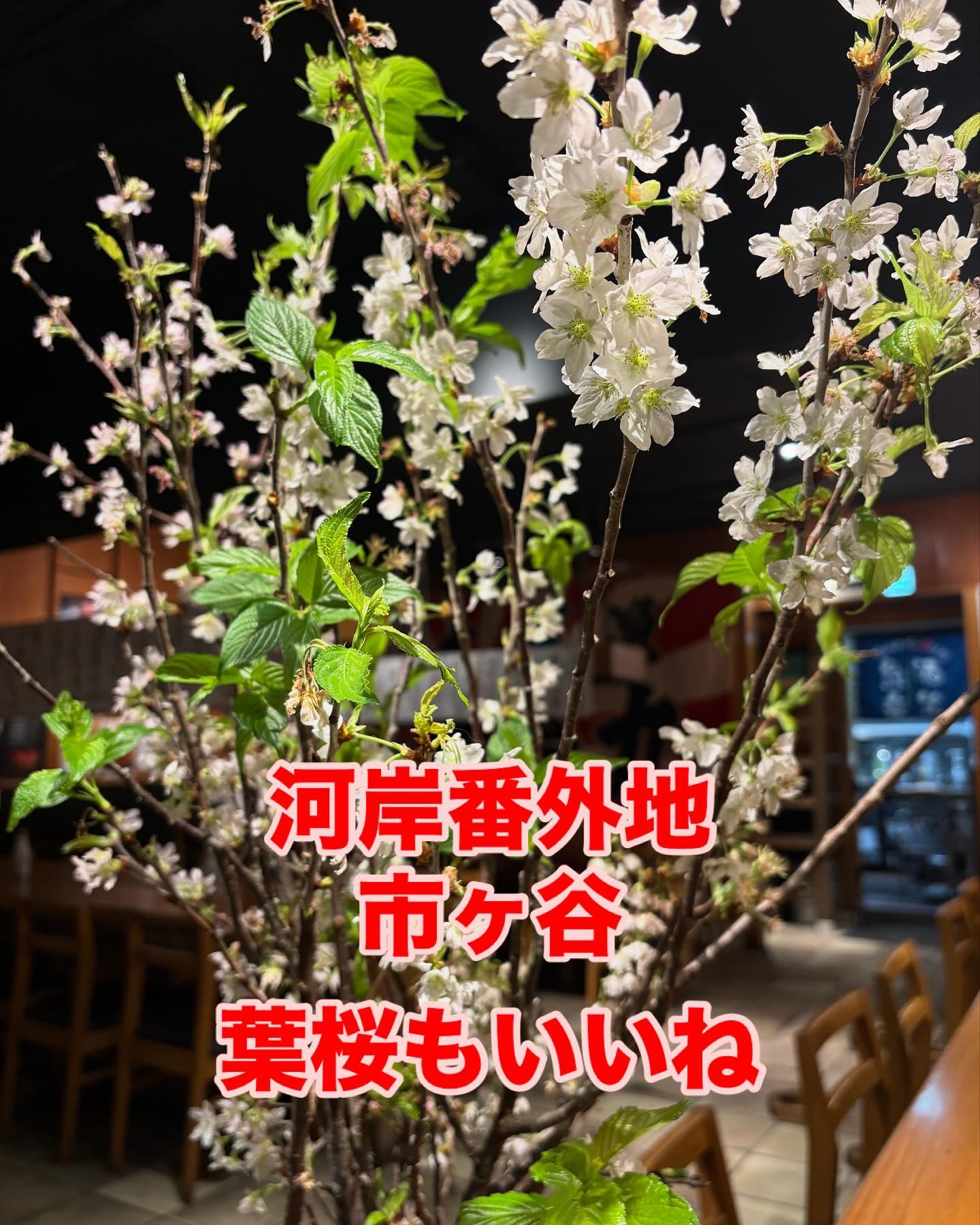 今日から新学期( ¨̮ )第3回”番外地さくらまつり”はなんと!1179名のお客様に楽しんでいただきましたm(_ _)m…
