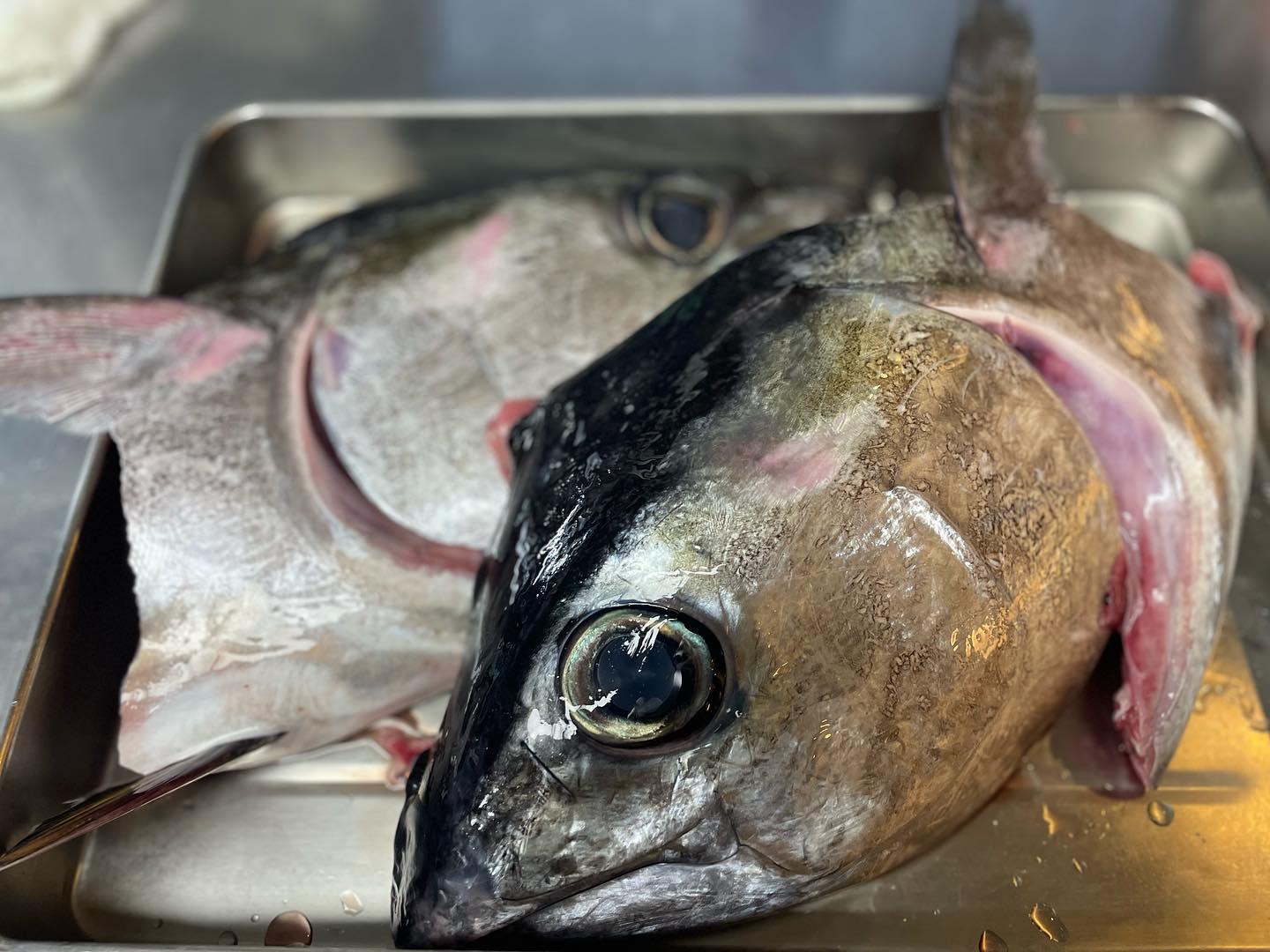 本日の夜のおすすめは、鳴門産メバチマグロです🙋♂️